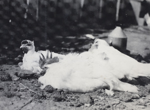 Rooster and hens in an enclosed pen, 35 Tongshan Road, Hongkou, Shanghai