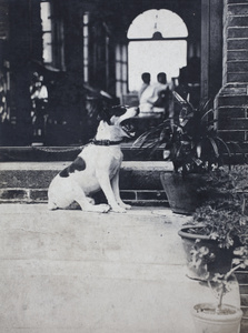 Jack Russell dog on a chain leash, sitting on top of the steps to the verandah, 35 Tongshan Road, Hongkou, Shanghai
