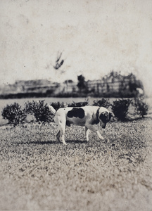 Jack Russell dog pawing the lawn, 35 Tongshan Road, Hongkou, Shanghai