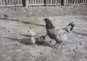 Hen with chicks, 35 Tongshan Road, Hongkou, Shanghai