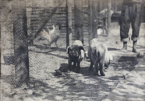 Piglets outside a chicken pen, 35 Tongshan Road, Hongkou, Shanghai