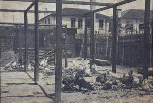 Poultry in pens, 35 Tongshan Road, Hongkou, Shanghai