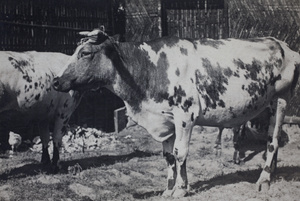 Dairy cows in a paddock with chickens, Roselawn Dairy, Hongkou, Shanghai