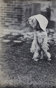 Dog standing on hind legs, wearing a sun hat and 'smoking' a clothes peg, 35 Tongshan Road, Hongkou, Shanghai