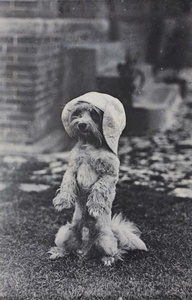 Dog standing on hind legs and wearing a sun hat, 35 Tongshan Road, Hongkou, Shanghai