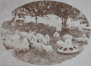 Leghorn chicks and feeding stations in the garden, 35 Tongshan Road, Hongkou, Shanghai