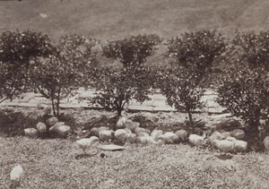 Leghorn chicks feeding in the garden, 35 Tongshan Road, Hongkou, Shanghai