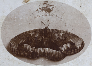 Still life with moth and eggs