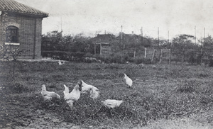 Leghorn rooster and hens scratching for food near a Roselawn Dairy building, 35 Tongshan Road, Hongkou, Shanghai