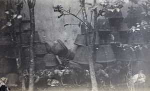 Immature and moulting poultry sheltering by a garden wall, 35 Tongshan Road, Hongkou, Shanghai