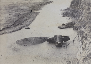 Water buffalo tethered to a river bank