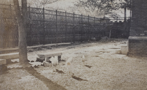 Chickens scratching in the garden, 35 Tongshan Road, Hongkou, Shanghai
