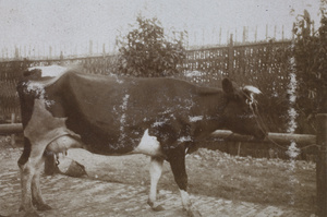 Roselawn Dairy cow tied to a wooden post, Tongshan Road, Hongkou, Shanghai