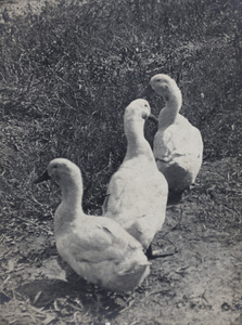 Three ducks