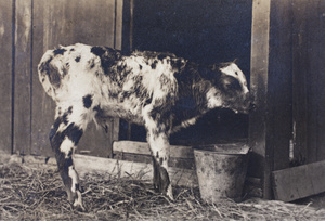 Roselawn Dairy calf, Tongshan Road, Hongkou, Shanghai
