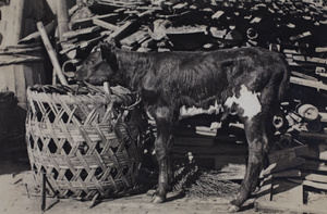 Roselawn Dairy calf tied to a basket, Tongshan Road, Hongkou, Shanghai