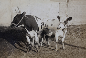 Two cows in a paddock, Roselawn Dairy, Tongshan Road, Hongkou, Shanghai