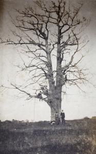 John Piry, Tom Hutchinson and George Danson with hunting rifles and dogs, Pudong, Shanghai