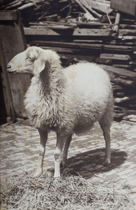 Sheep in the yard of Roselawn Dairy, Tongshan Road, Hongkou, Shanghai