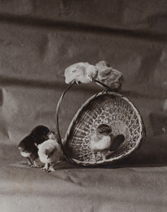 Baby chicks and a basket, Hongkou, Shanghai