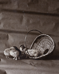 Baby chicks and a basket, Hongkou, Shanghai