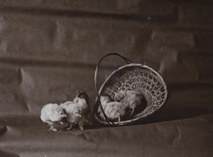 Baby chicks and a basket, Hongkou, Shanghai