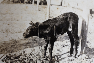 Newborn calf, Roselawn Dairy, Tongshan Road, Hongkou, Shanghai