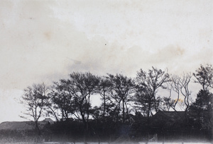 Trees and buildings near Tongshan Road, Hongkou, Shanghai