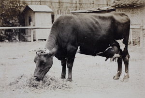 Roselawn Dairy cow, Tongshan Road, Hongkou, Shanghai