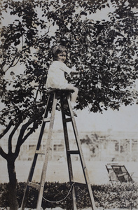 Bea Hutchinson sitting on a ladder harvesting apricots in the garden, 35 Tongshan Road, Hongkou, Shanghai
