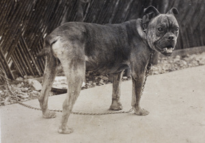 Hector in the garden, 35 Tongshan Road, Hongkou, Shanghai