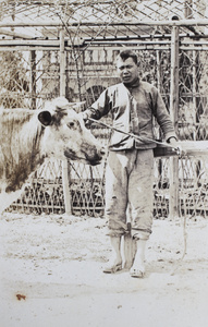 Dairy farm worker with a Roselawn Dairy cow, 35 Tongshan Road, Hongkou, Shanghai