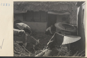 Man, donkey, and umbrellas in the courtyard of a house on the way to the Lost Tribe country