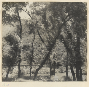 Trees by a stream in a high valley west of Pei-pien-ch'iao [sic] in the Lost Tribe country