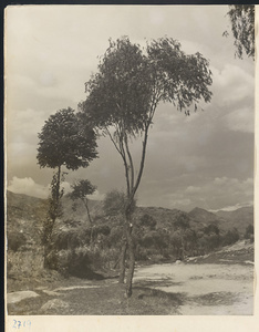 Trees along the trail through the Jumahe Valley