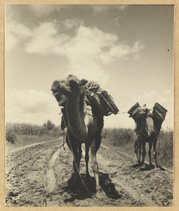 Camels on the road from Beijing to Chengde