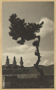 Deail of Wu ta bai tai showing three stupa-type pagodas on the roof and pine tree at Pu tuo zong cheng miao