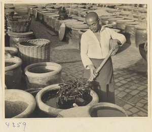 Man straining pickles at a pickle factory in Baoding