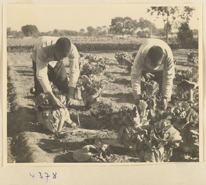 Field workers tying up cabbages on a farm near Baoding