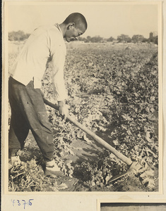 Man with a hoe at work on a farm near Baoding