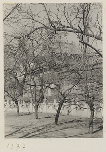 Trees, marble balustrades,  wall, and gate in the Forbidden City