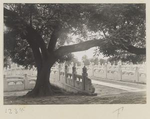Waijinshui Qiao and tree