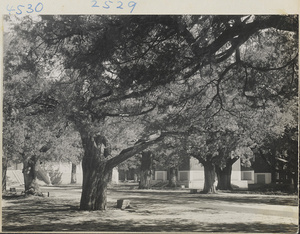 Trees in the courtyard at Kong miao