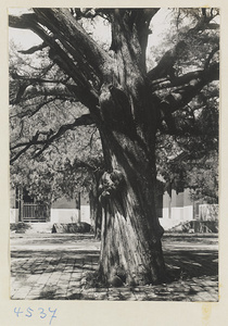 Tree in the courtyard of Da cheng dian at Kong miao