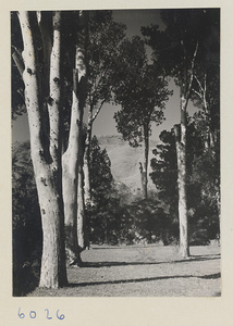 White pines in temple courtyard