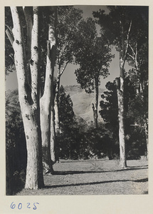 White pines in temple courtyard