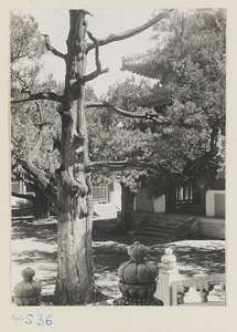 Tree trunk in courtyard of Da cheng dian at Kong miao