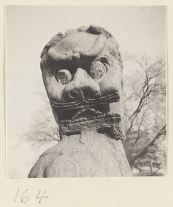 Detail showing the head of a lion statue at Tian ning si