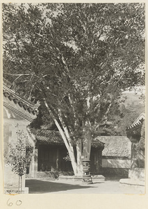 Courtyard with tree and incense burner at Tan zhe si