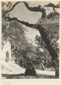 Tree and marble lions in front of gate at Bi yun si